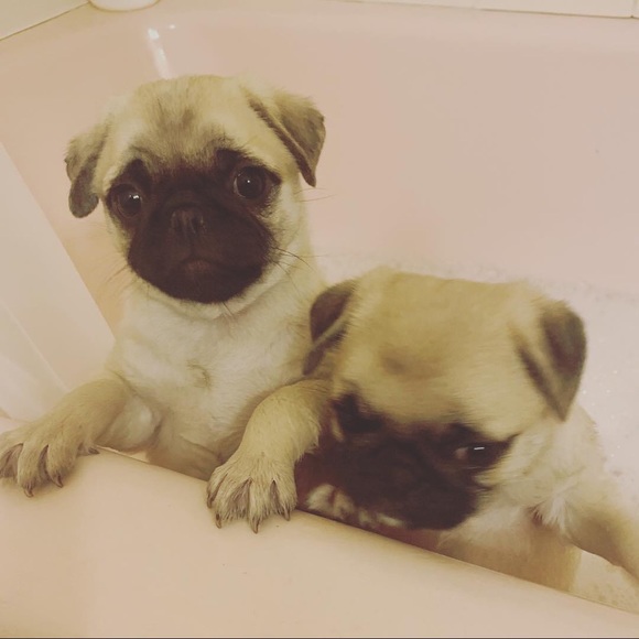 Meet your Posher, Elsa ortiz - Picture 1 of 1